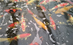 草莓左手视频APP污最新版農家樂