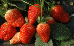 白市驛草莓采摘左手视频APP污最新版