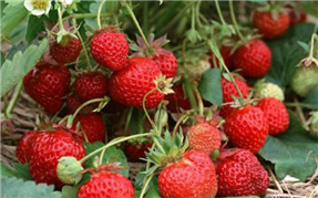 西彭鎮草莓采摘左手视频APP污最新版