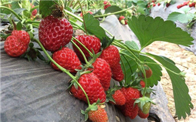 九龍坡區草莓采摘左手视频APP污最新版