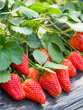 重慶草莓左手视频APP污最新版