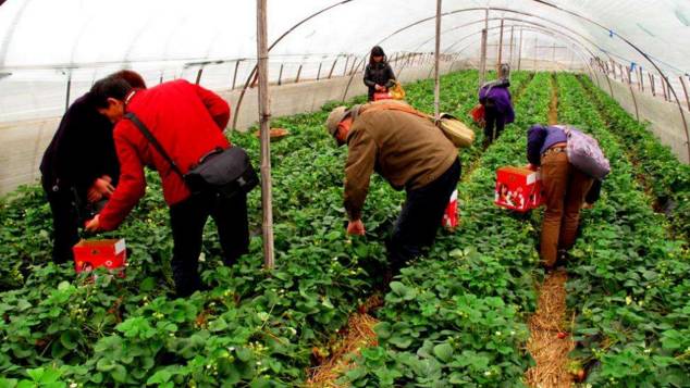 草莓采摘左手视频APP污最新版