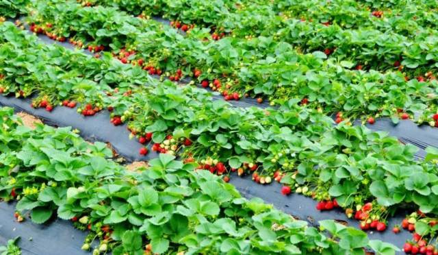 重慶草莓采摘左手视频APP污最新版