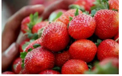 重慶草莓采摘 重慶草莓采摘